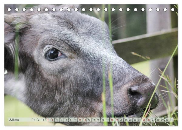 Produktbild: Alpenrinder (Tischkalender 2026 DIN A5 quer), CALVENDO Monatskalender