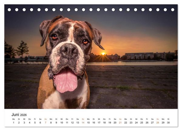 Produktbild: Deutscher Boxer (Tischkalender 2026 DIN A5 quer), CALVENDO Monatskalender