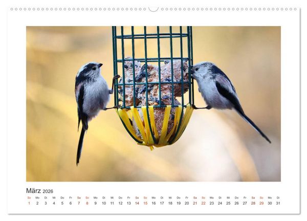 Produktbild: Gefiederte Garteng&auml;ste, Schwanzmeisen (hochwertiger Premium Wandkalender 2026 DIN A2 quer), Kunstdruck in Hochglanz