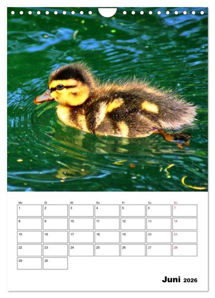 Produktbild: Heimische Wildtiere Terminplaner (Wandkalender 2026 DIN A4 hoch), CALVENDO Monatskalender