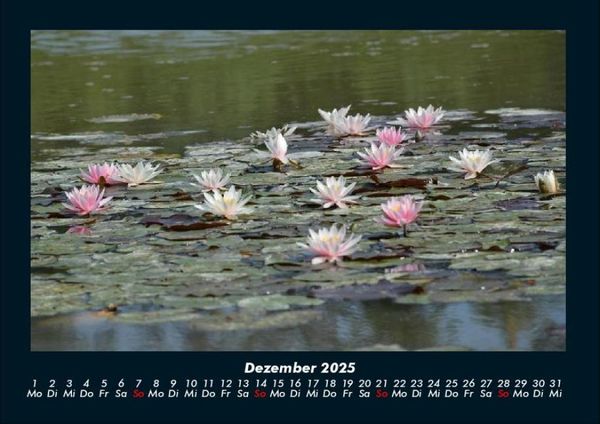 Produktbild: Rosen-Kalender 2025 Fotokalender DIN A4