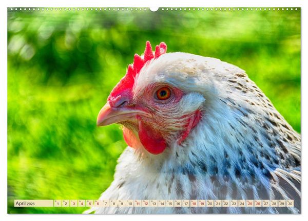 Produktbild: Charmante H&uuml;hner (Wandkalender 2026 DIN A2 quer), CALVENDO Monatskalender