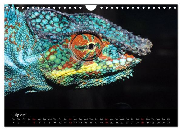 Produktbild: Chameleons Monsters of the African Bush (Wall Calendar 2026 DIN A4 landscape), CALVENDO 12 Month Wall Calendar