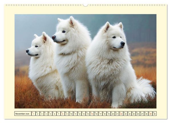 Produktbild: Flauschige Samojeden. Zauberhafte Wolken auf vier Pfoten (Wandkalender 2026 DIN A2 quer), CALVENDO Monatskalender