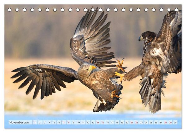 Produktbild: Majest&auml;tische Seeadler (Tischkalender 2026 DIN A5 quer), CALVENDO Monatskalender