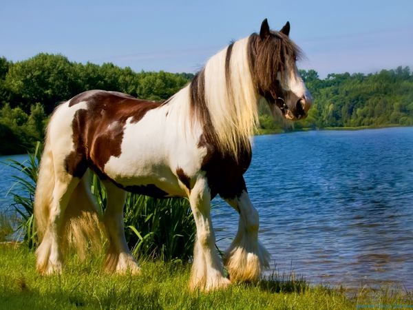 Produktbild: CALVENDO Puzzle Gypsy Horses 1000 Teile Lege-Gr&ouml;&szlig;e 64 x 48 cm Foto-Puzzle Bild von weh-zet