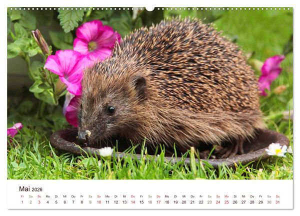 Produktbild: Igel 2026. Tierische Impressionen (hochwertiger Premium Wandkalender 2026 DIN A2 quer), Kunstdruck in Hochglanz