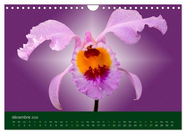 Produktbild: Les Orchid&eacute;es (Calendrier mural 2026 DIN A4 vertical), CALVENDO calendrier mensuel