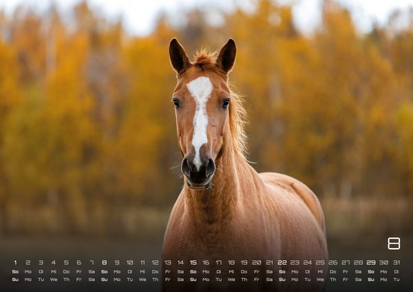 Produktbild: Pferdegefl&uuml;ster - Der Pferdekalender - 2027 - Kalender DIN A2