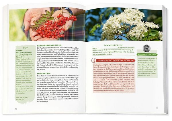 Produktbild: Die Wildpflanzen-Apotheke