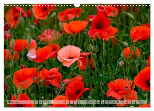 Produktbild: Voll Mohn (Wandkalender 2026 DIN A3 quer), CALVENDO Monatskalender