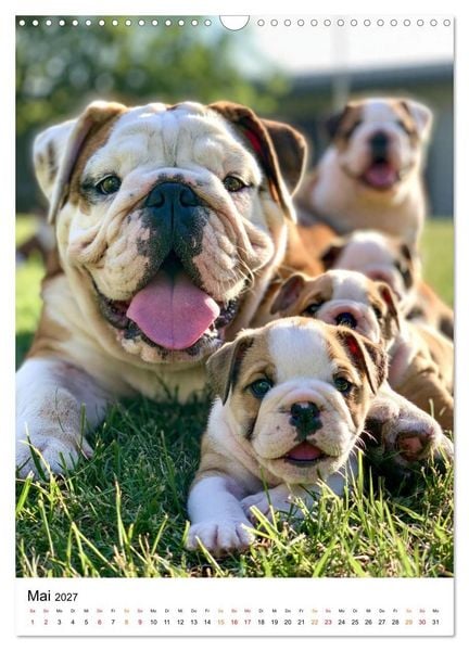 Produktbild: English Bulldog - F&uuml;r Liebhaber britischer Originale (Wandkalender 2027 DIN A3 hoch), CALVENDO Monatskalender