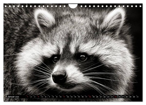 Produktbild: Waschb&auml;ren - Maskierte Gauner (Wandkalender 2026 DIN A4 quer), CALVENDO Monatskalender