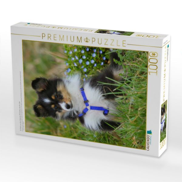 Produktbild: CALVENDO Puzzle Ein Motiv aus dem Kalender Mit Shelties durchs Jahr | 1000 Teile Lege-Gr&ouml;&szlig;e 64x48cm Foto-Puzzle f&uuml;r gl&uuml;ckliche Stunden