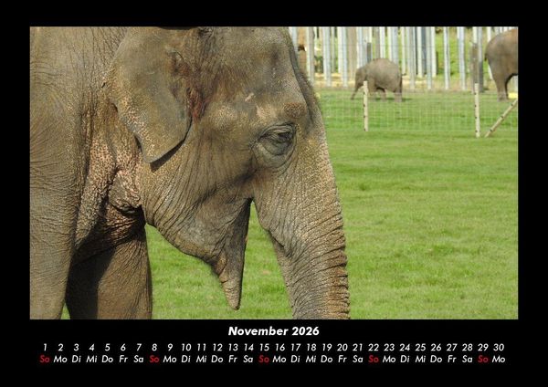Produktbild: Tierkalender 2026 Fotokalender DIN A3