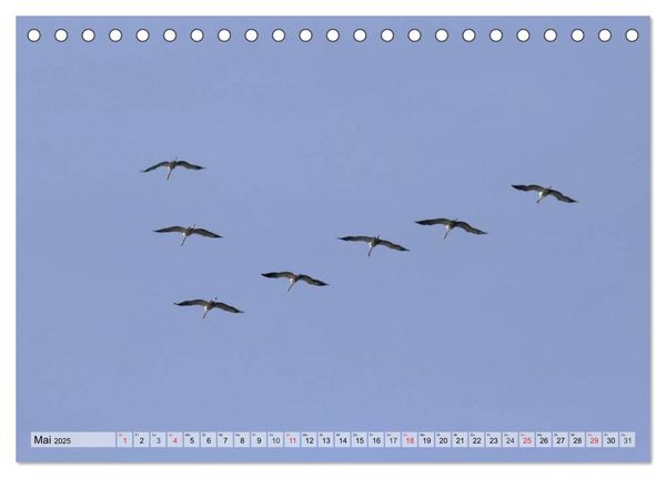 Produktbild: Kraniche auf dem Weg nach S&uuml;den (Tischkalender 2025 DIN A5 quer), CALVENDO Monatskalender