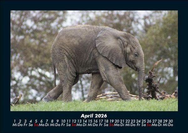 Produktbild: Tierkalender 2026 Fotokalender DIN A5
