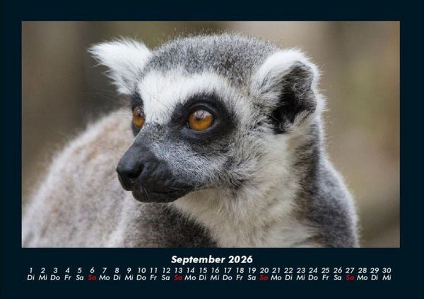 Produktbild: Tiere in der Wildnis 2026 Fotokalender DIN A4