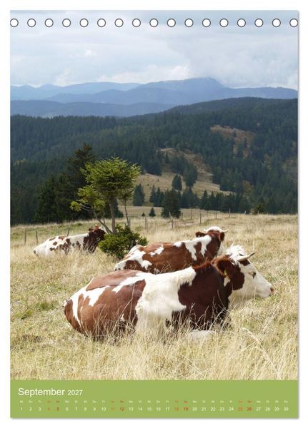 Produktbild: Schwarzwald und K&uuml;he im Hochformat (Tischkalender 2027 DIN A5 hoch), CALVENDO Monatskalender