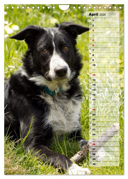 Produktbild: Mein Border Collie (Wandkalender 2026 DIN A4 hoch), CALVENDO Monatskalender