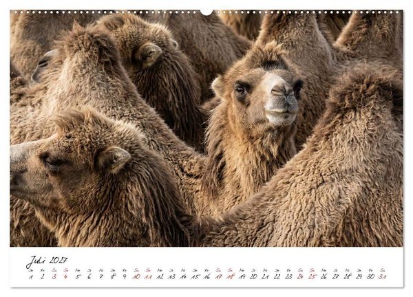 Produktbild: Better Together - Herdenmomente (hochwertiger Premium Wandkalender 2027 DIN A2 quer), Kunstdruck in Hochglanz