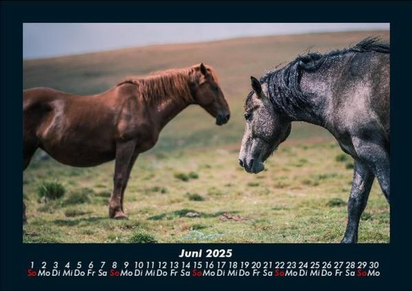 Produktbild: Pferdetraum 2025 Fotokalender DIN A5