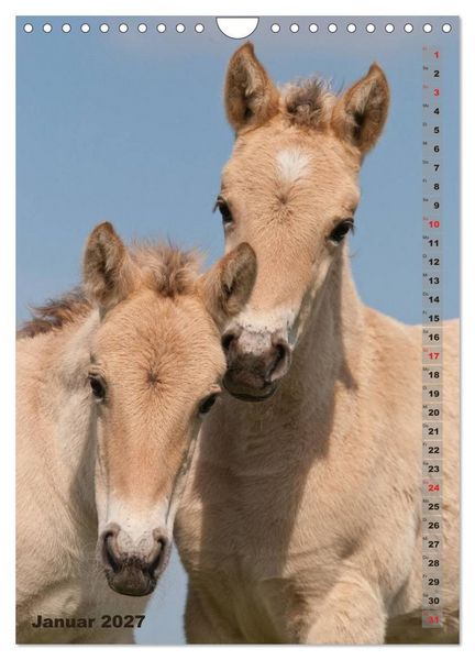 Produktbild: Fohlen im Portr&auml;t (Wandkalender 2027 DIN A4 hoch), CALVENDO Monatskalender