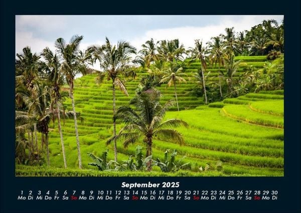 Produktbild: Palmen 2025 Fotokalender DIN A4
