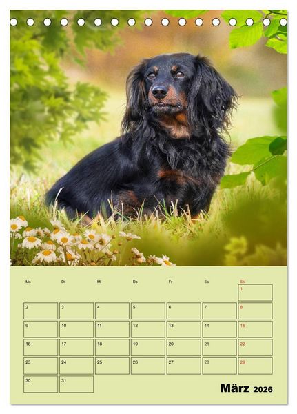 Produktbild: Dackeltr&auml;ume - Ein Familienplaner f&uuml;r das Jahr (Tischkalender 2026 DIN A5 hoch), CALVENDO Monatskalender