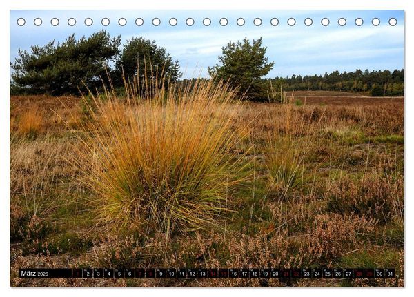 Produktbild: L&uuml;neburger Heide (Tischkalender 2026 DIN A5 quer), CALVENDO Monatskalender