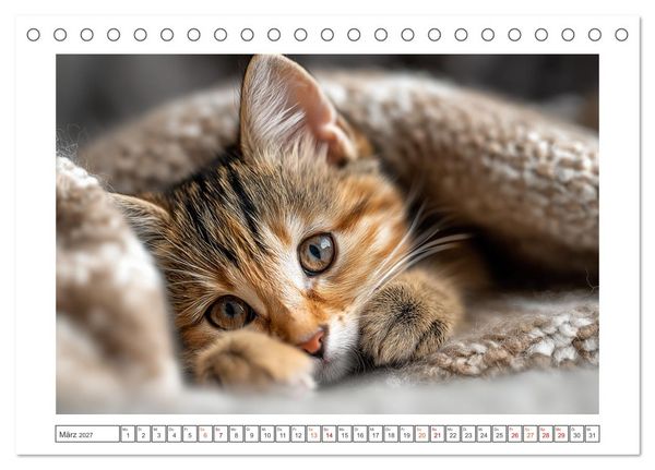 Produktbild: Miau macht gl&uuml;cklich (Tischkalender 2027 DIN A5 quer), CALVENDO Monatskalender