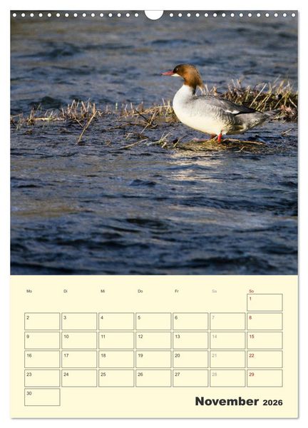 Produktbild: Vogelwelt an der Sieg (Wandkalender 2026 DIN A3 hoch), CALVENDO Monatskalender