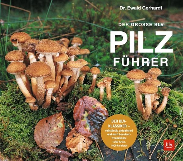 Produktbild: Der gro&szlig;e BLV Pilzf&uuml;hrer