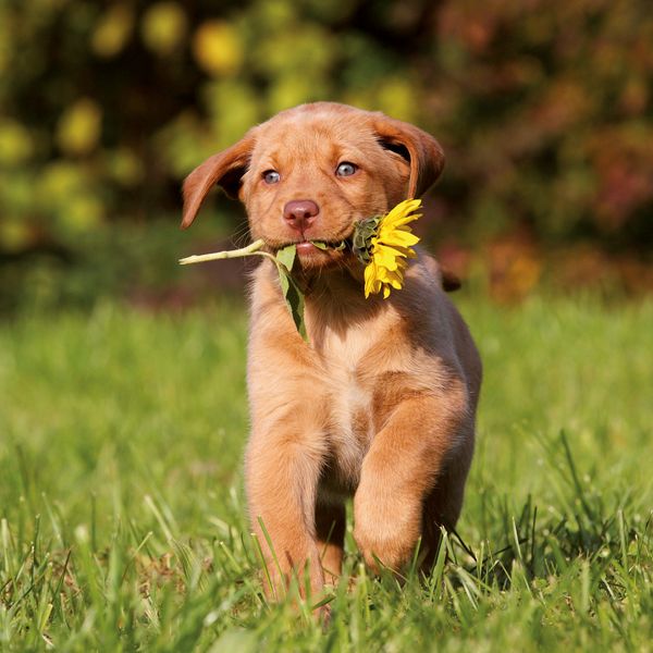 Produktbild: Hundewelpen / Puppy Dogs 2027
