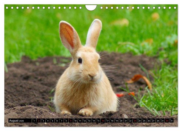 Produktbild: Liebenswerte Zwergkaninchen (Wandkalender 2026 DIN A4 quer), CALVENDO Monatskalender