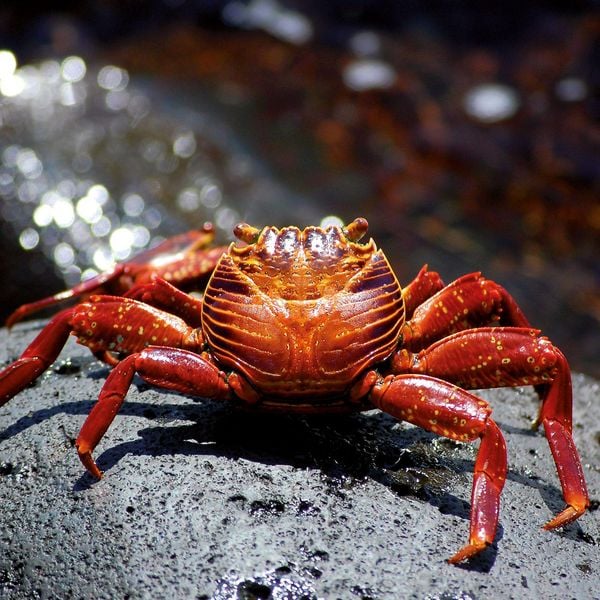 Produktbild: Meerestiere / Sea Creatures 2027