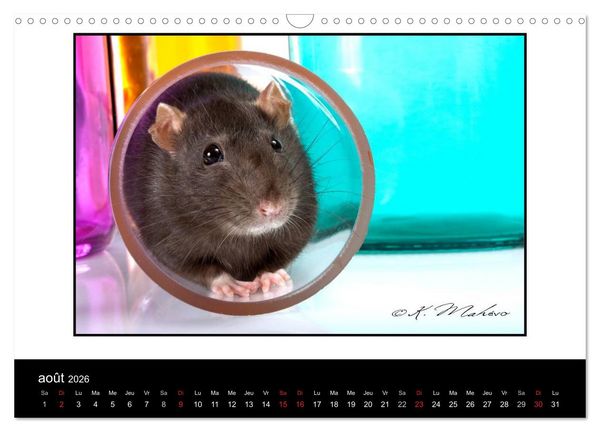 Produktbild: Ratte Ouille (Calendrier mural 2026 DIN A3 vertical), CALVENDO calendrier mensuel