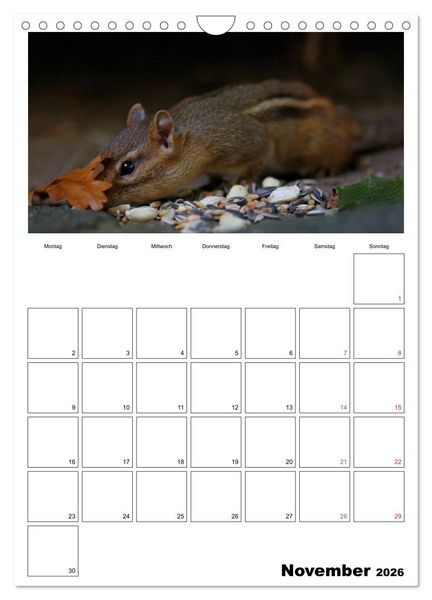 Produktbild: Streifenh&ouml;rnchen - neugierige Nager (Wandkalender 2026 DIN A4 hoch), CALVENDO Monatskalender