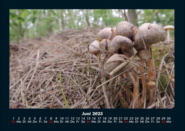 Produktbild: Pilzkalender 2025 Fotokalender DIN A4