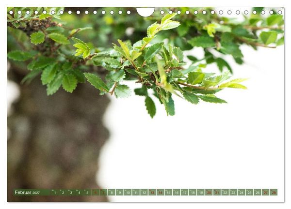 Produktbild: Bonsai ganz nah (Wandkalender 2027 DIN A4 quer), CALVENDO Monatskalender
