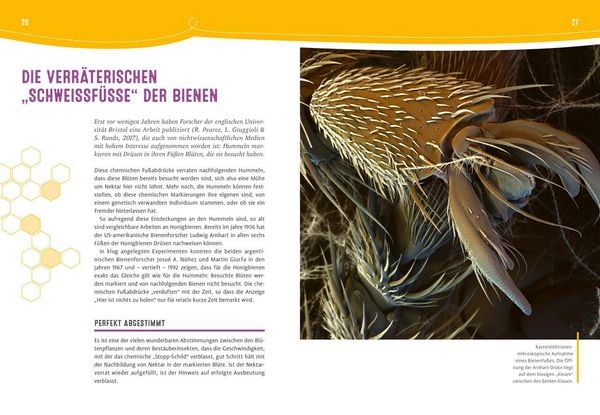 Produktbild: Auch Bienen haben Schwei&szlig;f&uuml;&szlig;e