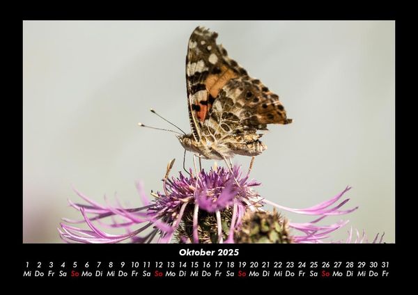 Produktbild: Bunte Pracht der Schmetterlinge 2025 Fotokalender DIN A3