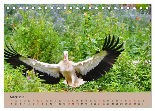 Produktbild: Der Storchenkalender (Tischkalender 2026 DIN A5 quer), CALVENDO Monatskalender