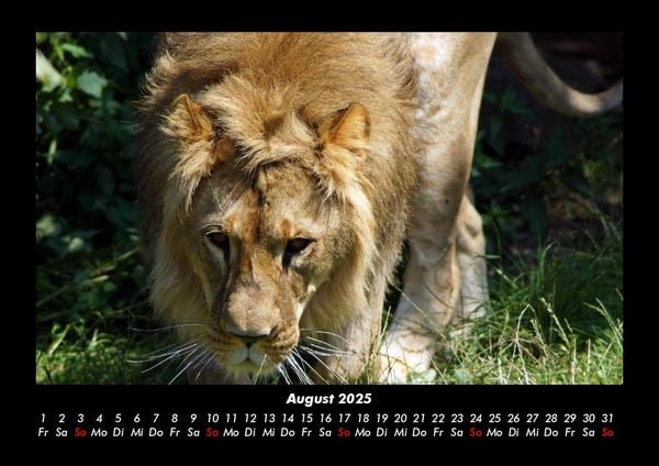 Produktbild: Tiere in der Wildnis 2025 Fotokalender DIN A3