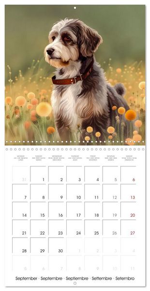 Produktbild: Aussiedoodle - Dogs to love (Wall Calendar 2026 12 &times; 12 Inch) CALVENDO 12 Month Wall Calendar