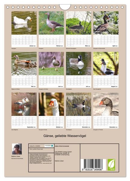 Produktbild: G&auml;nse, geliebte Wasserv&ouml;gel (Wandkalender 2026 DIN A4 hoch), CALVENDO Monatskalender