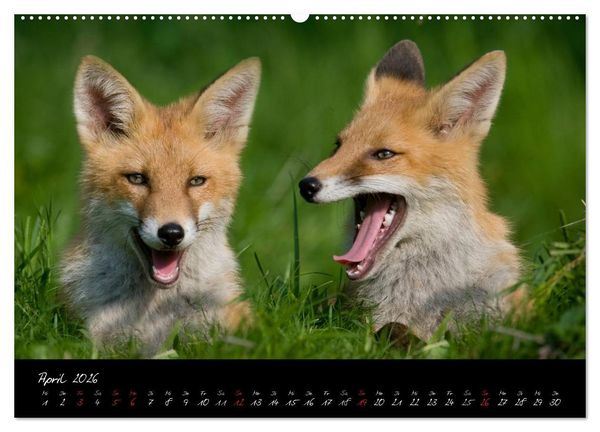 Produktbild: Rotfuchs - Impressionen (Wandkalender 2026 DIN A2 quer), CALVENDO Monatskalender