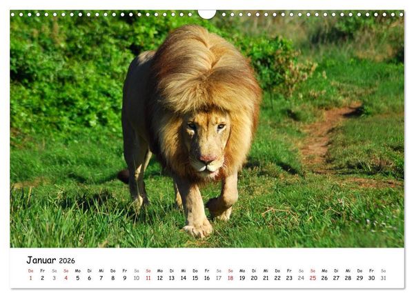 Produktbild: L&ouml;wen Impressionen (Wandkalender 2026 DIN A3 quer), CALVENDO Monatskalender
