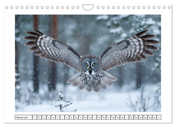 Produktbild: Eulen aus aller Welt - Faszinierende J&auml;ger der Nacht (Wandkalender 2026 DIN A4 quer), CALVENDO Monatskalender