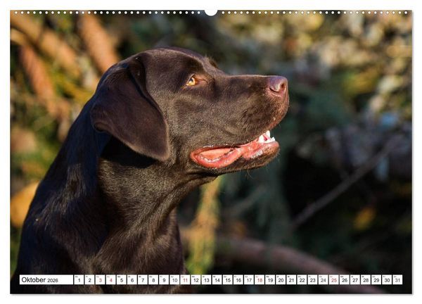 Produktbild: Labrador Retriever - Freunde f&uuml;r&acute;s Leben (hochwertiger Premium Wandkalender 2026 DIN A2 quer), Kunstdruck in Hochglanz
